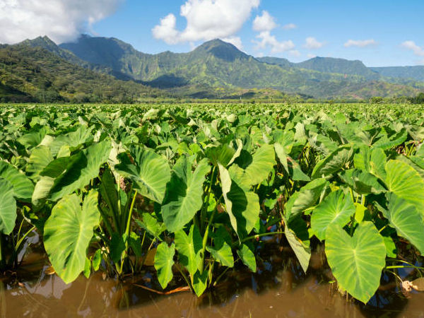 Taro plant